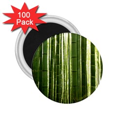 Bamboo Grove 2 2 25  Magnets (100 Pack)  by trendistuff
