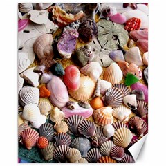 Colorful Sea Shells Canvas 11  X 14  