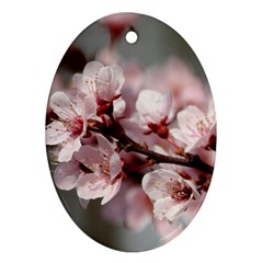 Plum Blossoms Oval Ornament (two Sides) by trendistuff