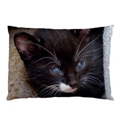 Kitty In A Corner Pillow Cases by trendistuff