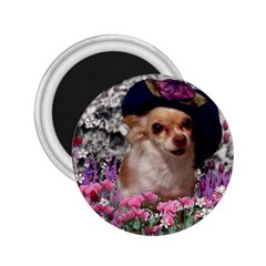 Chi Chi In Flowers, Chihuahua Puppy In Cute Hat 2 25  Magnets by DianeClancy