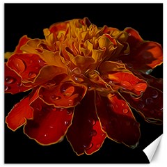 Marigold On Black Canvas 12  X 12   by MichaelMoriartyPhotography