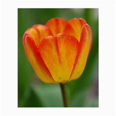 Orange Tulip Glasses Cloth (small) by PhotoThisxyz