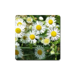 White Summer Flowers Watercolor Painting Art Square Magnet by picsaspassion