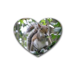 Gray Squirrel Eating Sycamore Seed Rubber Coaster (heart)  by GiftsbyNature