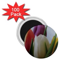 Colored By Tulips 1 75  Magnets (100 Pack)  by picsaspassion