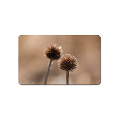 Withered Globe Thistle In Autumn Macro Magnet (name Card) by wsfcow