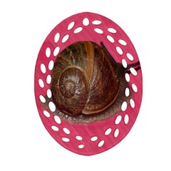 Snail Pink Background Oval Filigree Ornament (two Sides)