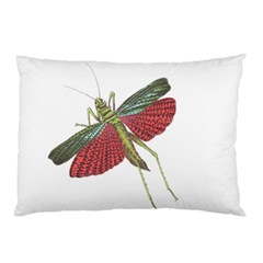 Grasshopper Insect Animal Isolated Pillow Case by Nexatart