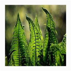 Fern Ferns Green Nature Foliage Medium Glasses Cloth