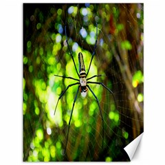 Spider Spiders Web Spider Web Canvas 36  X 48  