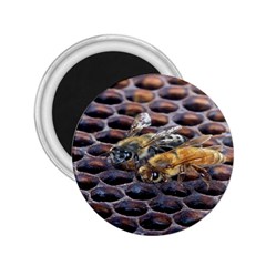 Worker Bees On Honeycomb 2 25  Magnets by Nexatart