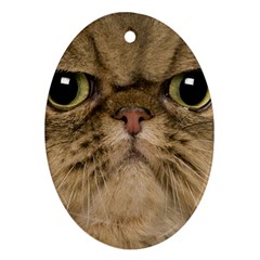 Cute Persian Cat Face In Closeup Oval Ornament (two Sides) by Amaryn4rt