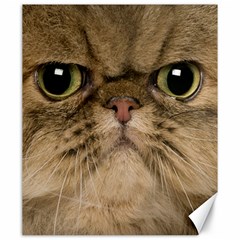 Cute Persian Cat Face In Closeup Canvas 20  X 24   by Amaryn4rt