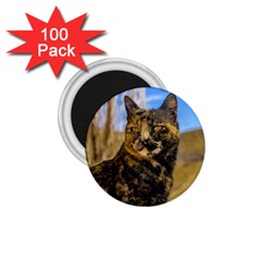 Adult Wild Cat Sitting And Watching 1 75  Magnets (100 Pack)  by dflcprints