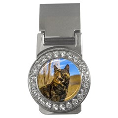 Adult Wild Cat Sitting And Watching Money Clips (cz)  by dflcprints