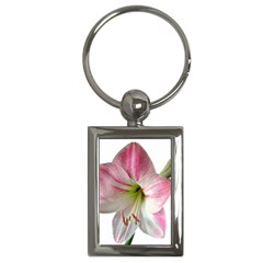 Flower Blossom Bloom Amaryllis Key Chains (rectangle)  by Nexatart