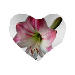 Flower Blossom Bloom Amaryllis Standard 16  Premium Heart Shape Cushions
