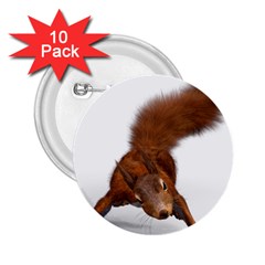 Squirrel Wild Animal Animal World 2 25  Buttons (10 Pack) 