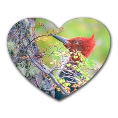 Woodpecker At Forest Pecking Tree, Patagonia, Argentina Heart Mousepads by dflcprints