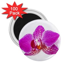 Lilac Phalaenopsis Flower, Floral Oil Painting Art 2 25  Magnets (100 Pack)  by picsaspassion