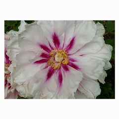 Floral Soft Pink Flower Photography Peony Rose Large Glasses Cloth (2-side)