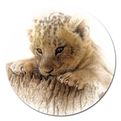 Lion Cub Close Cute Eyes Lookout Magnet 5  (round)