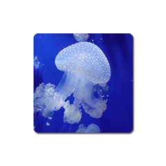 Spotted Jellyfish Square Magnet by trendistuff