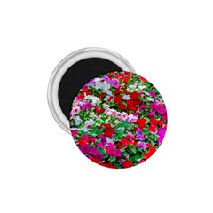 Colorful Petunia Flowers 1 75  Magnets by FunnyCow