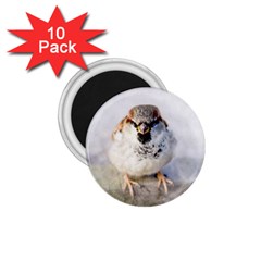 Do Not Mess With Sparrows 1 75  Magnets (10 Pack)  by FunnyCow