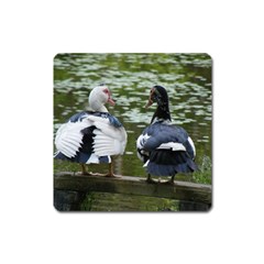 Muscovy Ducks At The Pond Square Magnet by IIPhotographyAndDesigns