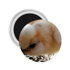 Silkie Chick  2 25  Magnets by IIPhotographyAndDesigns