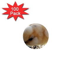 Silkie Chick  1  Mini Magnets (100 Pack)  by IIPhotographyAndDesigns