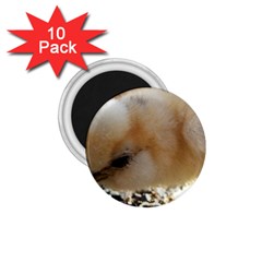 Silkie Chick  1 75  Magnets (10 Pack)  by IIPhotographyAndDesigns