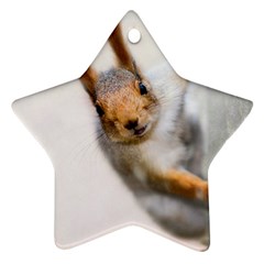 Curious Squirrel Ornament (star) by FunnyCow