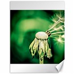 Dandelion Flower Green Chief Canvas 36  x 48  