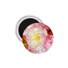 Pink Flowering Almond Flowers 1 75  Magnets by FunnyCow
