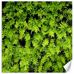 Green Hedge Texture Yew Plant Bush Leaf Canvas 12  X 12  by Sapixe