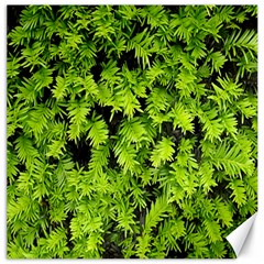 Green Hedge Texture Yew Plant Bush Leaf Canvas 20  X 20  by Sapixe