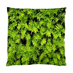 Green Hedge Texture Yew Plant Bush Leaf Standard Cushion Case (two Sides) by Sapixe