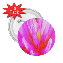 Fiery Hot Pink And Yellow Cactus Dahlia Flower 2 25  Buttons (10 Pack)  by myrubiogarden