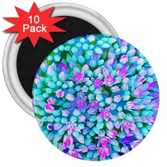 Blue And Hot Pink Succulent Sedum Flowers Detail 3  Magnets (10 Pack)  by myrubiogarden