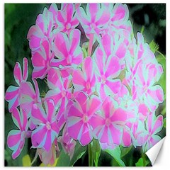 Hot Pink And White Peppermint Twist Garden Phlox Canvas 12  X 12  by myrubiogarden