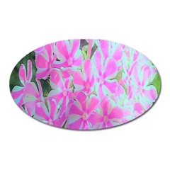 Hot Pink And White Peppermint Twist Garden Phlox Oval Magnet by myrubiogarden