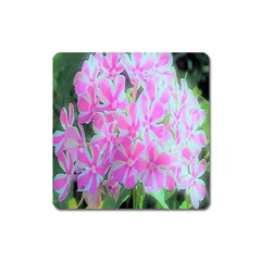 Hot Pink And White Peppermint Twist Garden Phlox Square Magnet by myrubiogarden
