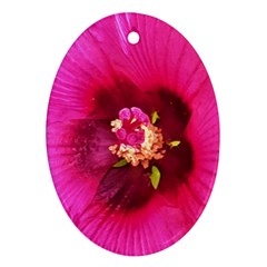 Deep Pink And Crimson Hibiscus Flower Macro Oval Ornament (two Sides) by myrubiogarden