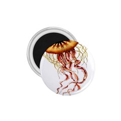 Animal Art Forms In Nature Jellyfish 1 75  Magnets