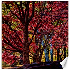 Autumn Colorful Nature Trees Canvas 12  X 12  by Sudhe