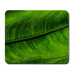 Green Leaf Plant Freshness Color Large Mousepads by Pakrebo