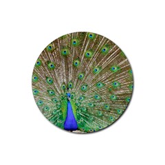 Peacock Color Bird Colorful Rubber Round Coaster (4 Pack)  by Pakrebo